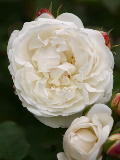 Blüte der Rose Winchester Cathedral