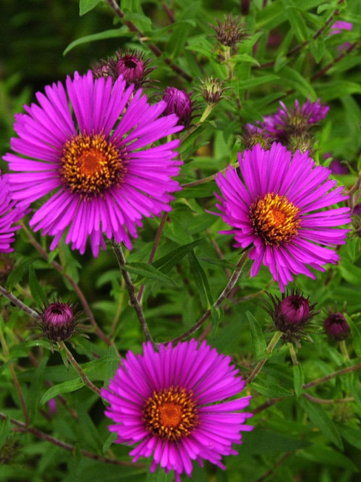 Aster novae-angliae 'Andenken an Paul Gerber', Raublatt-Aster