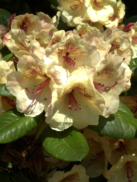 Rhododendron 'Viscy'