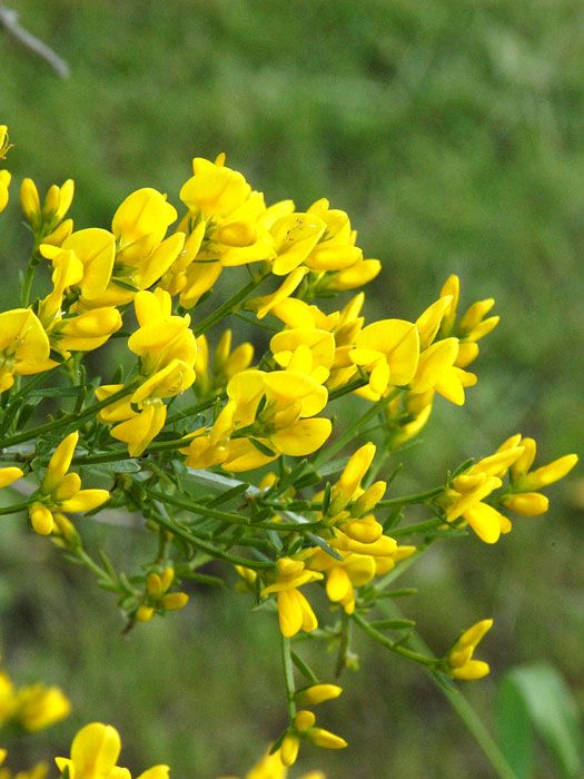 Blüte des Balkan-ginsters