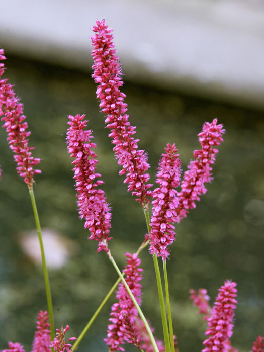 Bistorta (syn. Polygonum) amplexicaule 'Atropurpureum' (syn. auch Persicaria), Kerzen-Knöterich, Wiesenknöterich