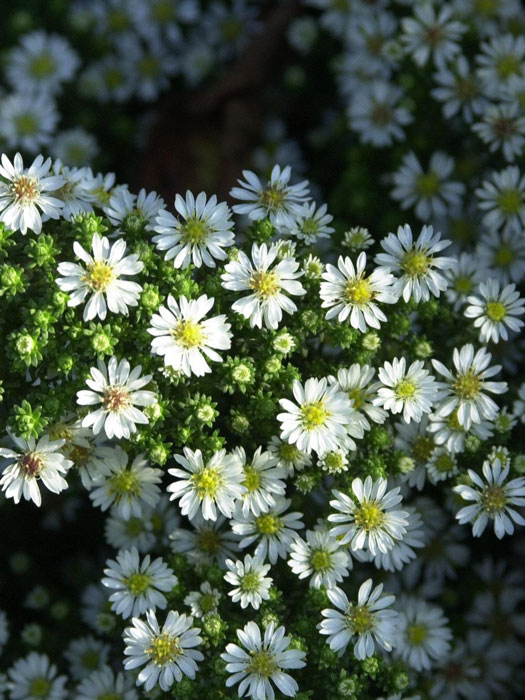 Aster ericoides 'Snow Flurry', kriechende Myrtenaster, Garten-Erika-Aster