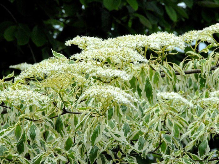 Cornus controversa 'Variegata'