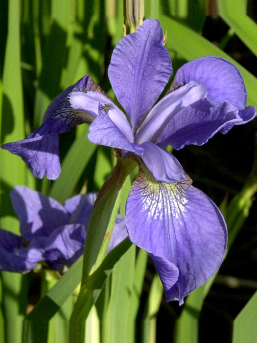 Iris sibirica 'My Love', Wiesen-Schwertlilie, Wiesen-Iris