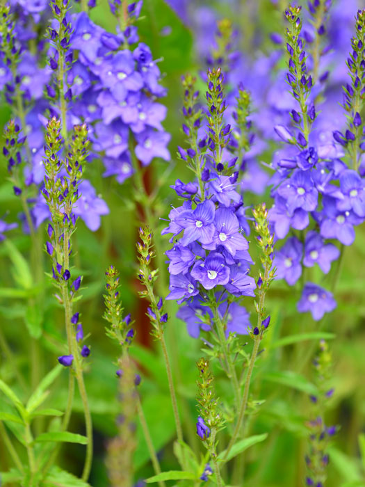 Veronica teucrium 'Knallblau' (M), Büschel-Ehrenpreis, Garten-Ehrenpreis