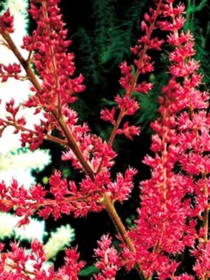 Blütenstand der Astilbe 'Radius'