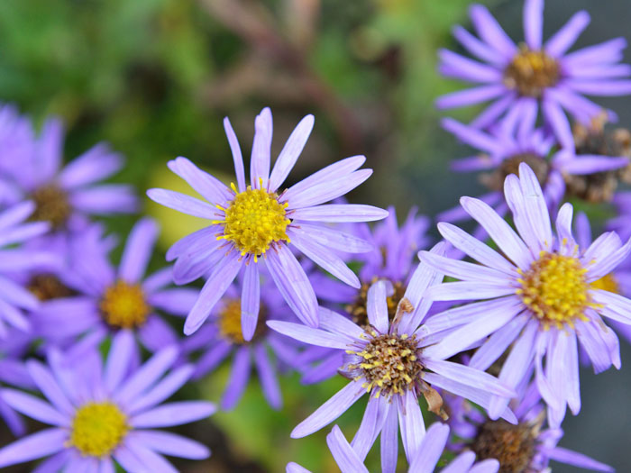 Aster amellus 'Blütendecke', Bergaster, Amellusaster