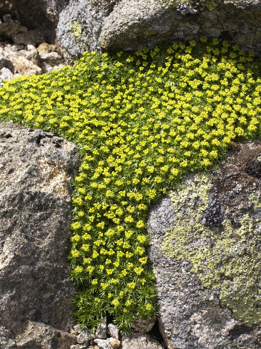 Azorella trifurcata, Andenpolster