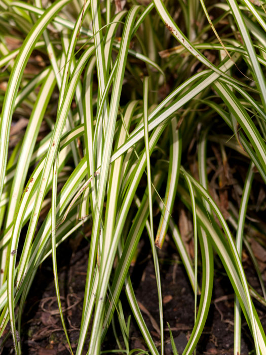 Carex hachijoensis (syn. oshimensis) 'Evergold', Japanische Gold-Segge