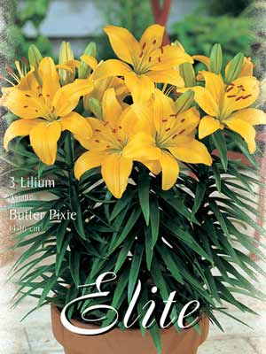 Topf- und Beet-Lilie 'Butter Pixie', Lilium (Art.Nr. 521770)