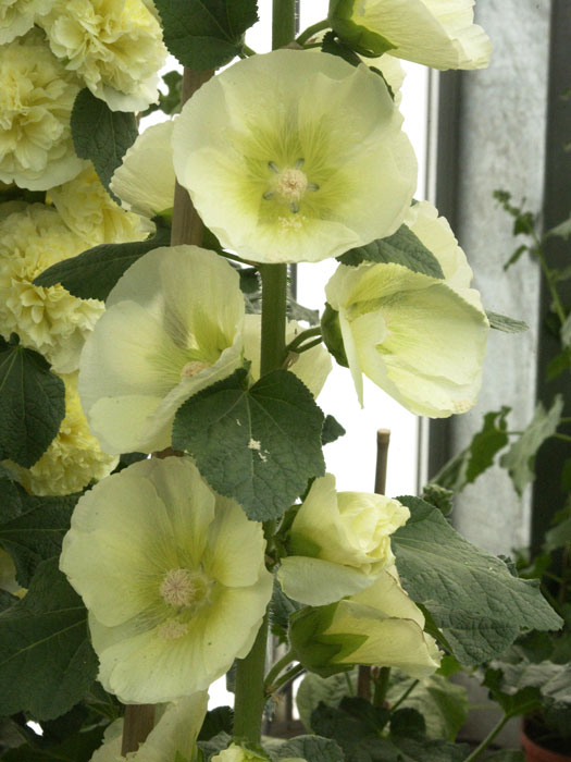 Alcea rosea 'Sunshine' (M), Stockrose, englische Stockrose, Spotlight-Stockrose