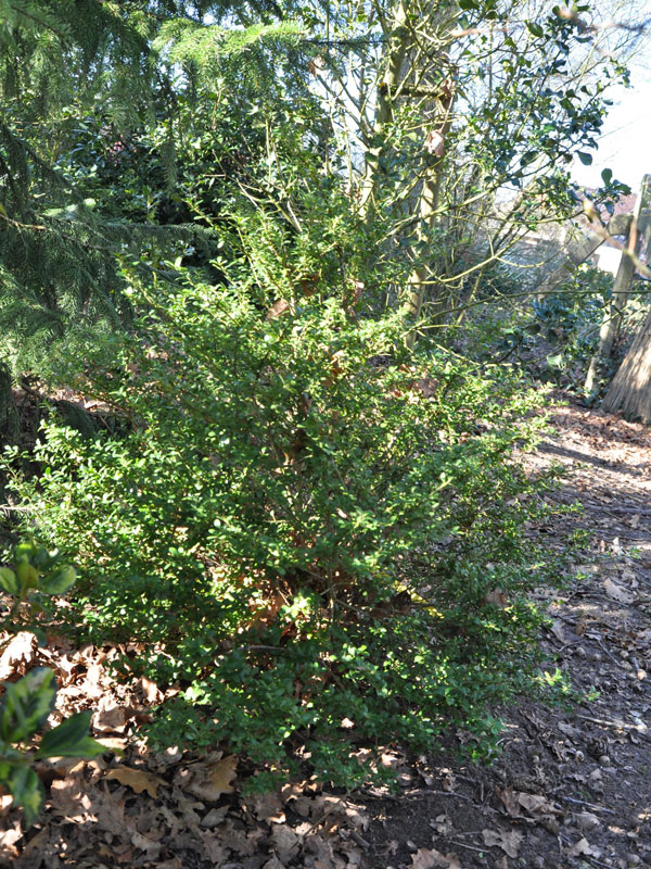 Ilex crenata 'Glorie Gem', Berg-Ilex