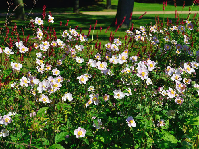 Reiche Blüte der China-Anemone 'Ouvertüre'