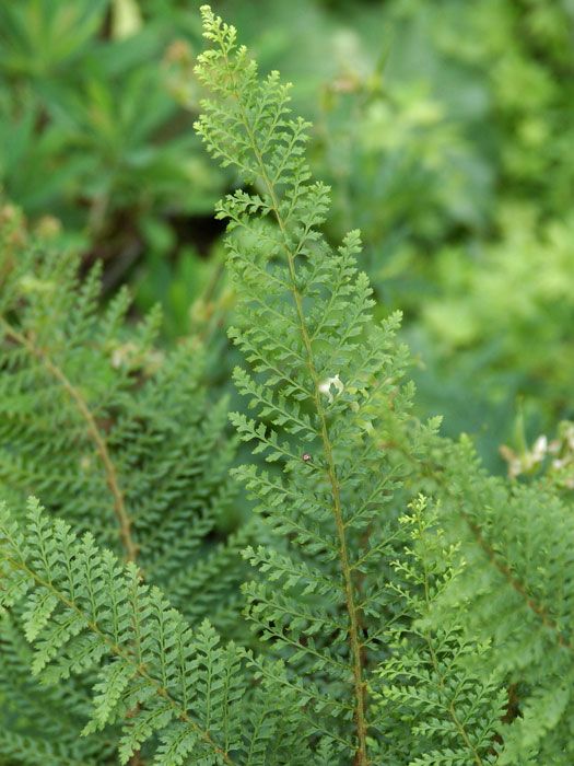 Polystichum setiferum 'Dahlem', Dahlem Filigranfarn