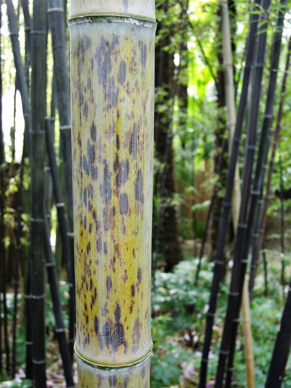 Phyllostachys nigra 'Boryana', Tigerstreifenbambus - XXL- Produkt