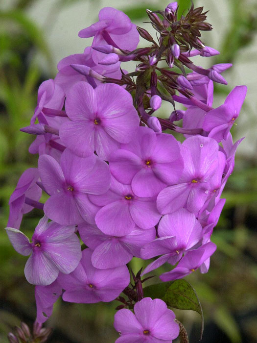 Phlox maculata 'Rosalinde', Flammenblume, Wiesenphlox