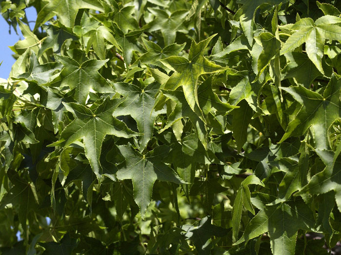 Liquidambar styraciflua Gumball, Kugel-Amberbaum - Hochstamm