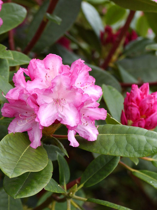 Rhododendron yakushimanum 'Blurettia'