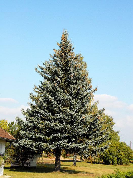 Die Blaufichte 'Glauca' in der Einzelstellung