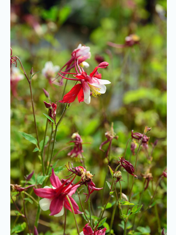 Aquilegia caerulea 'Crimson Star' syn. 'Rotstern', Rote Akelei, nordamerikanische Akelei