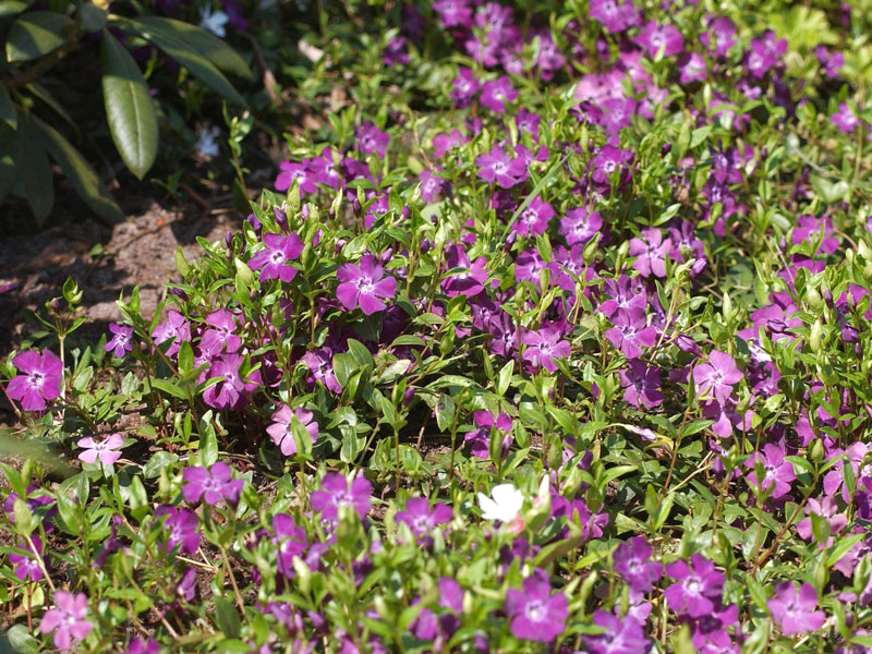 Vinca minor 'Atropurpurea', Rotes Immergrün