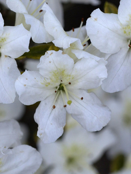 Rhododendron obtusum 'Schneeglanz', wintergrüne japanische Gartenazalee