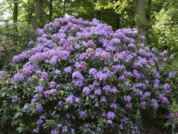 Rhododendron 'Fastuosum Flore Pleno'