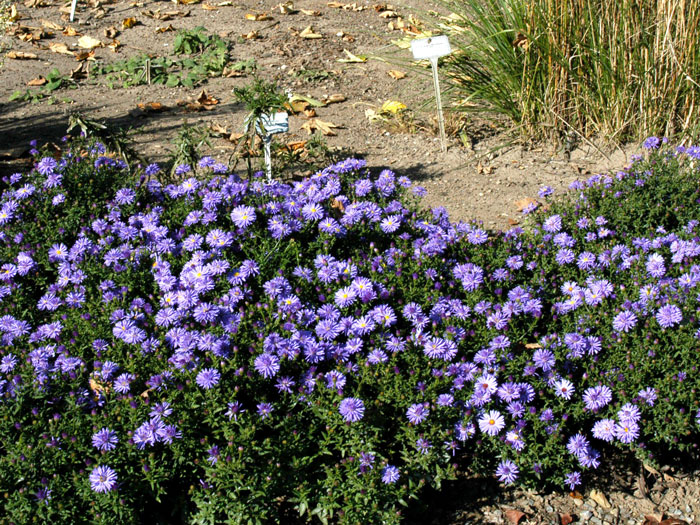 Aster dumosus 'Professor A. Kippenberg' (M), Kissen-Aster, Herbst-Aster