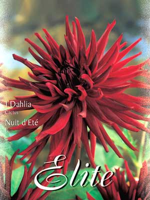 Kaktus-Dahlie 'Nuit d' Eté', Dahlia (Art.Nr. 520060)