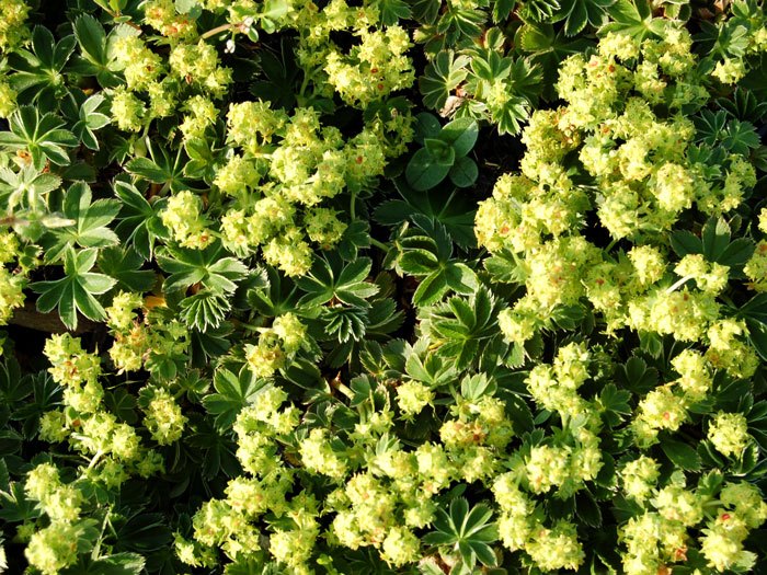 Alchemilla faeroensis pumila, Zwerg-Frauenmantel