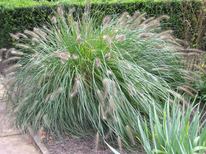 Pennisetum alopecuroides 'Hameln' (M), Niedriges Lampenputzergras, Federborstengras