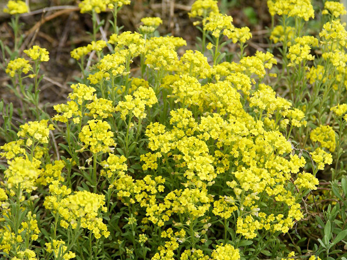 Alyssum montanum 'Berggold', Steinkraut, Steinkresse, Bergsteinkraut