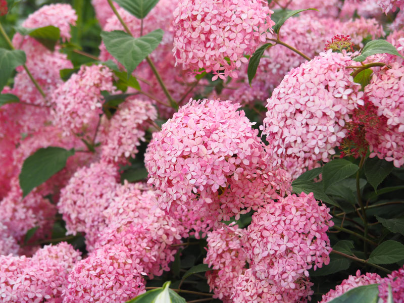 Hydrangea arborescens 'Pink Annabelle', Ball-Hortensie