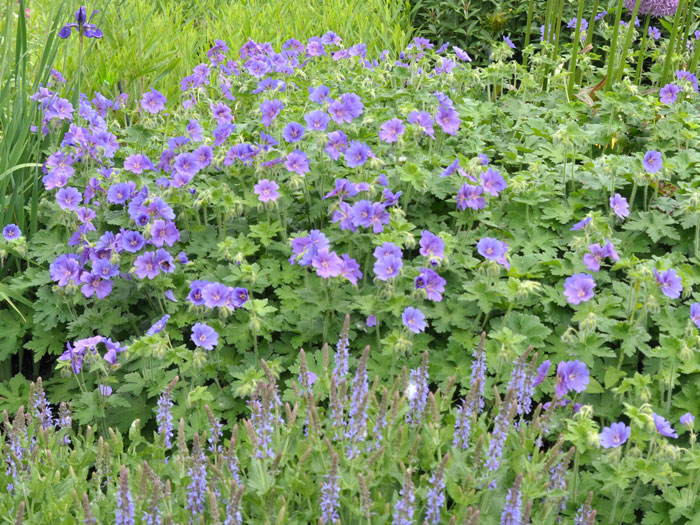 Geranium magnificum 'Rosemoor', Pracht-Storchschnabel, Großer Gartenstorchschnabel