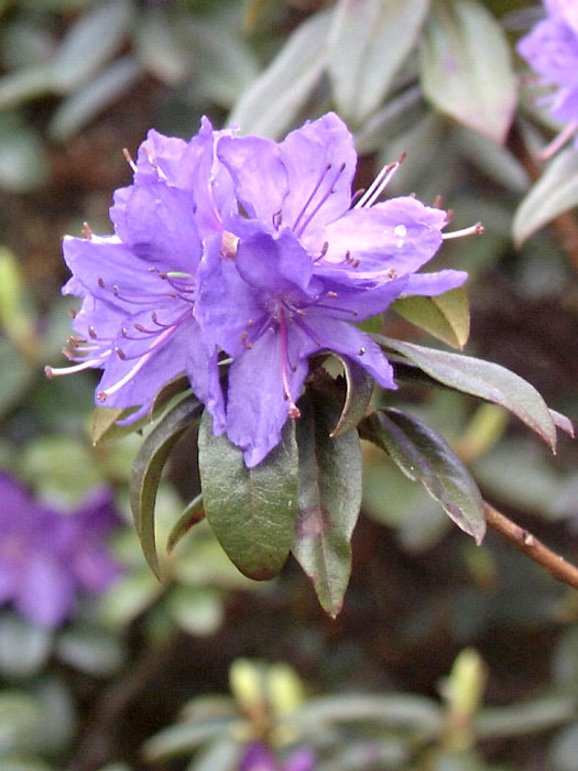 Rhododendron russatum 'Gletschernacht'