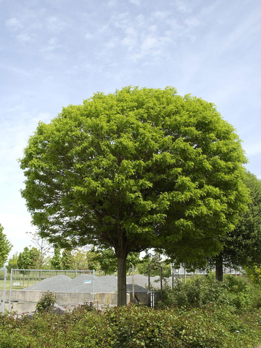 Robinia pseudo. 'Umbraculifera', Kugel-Robinie - Hochstamm