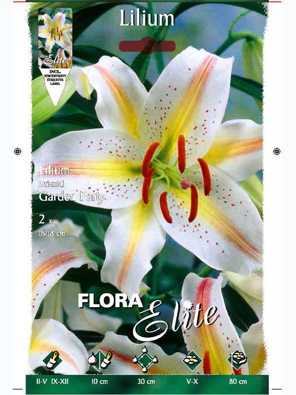 Orientalische Lilien-Hybride 'Garden Party', Lilium (Art.Nr. 5217200)