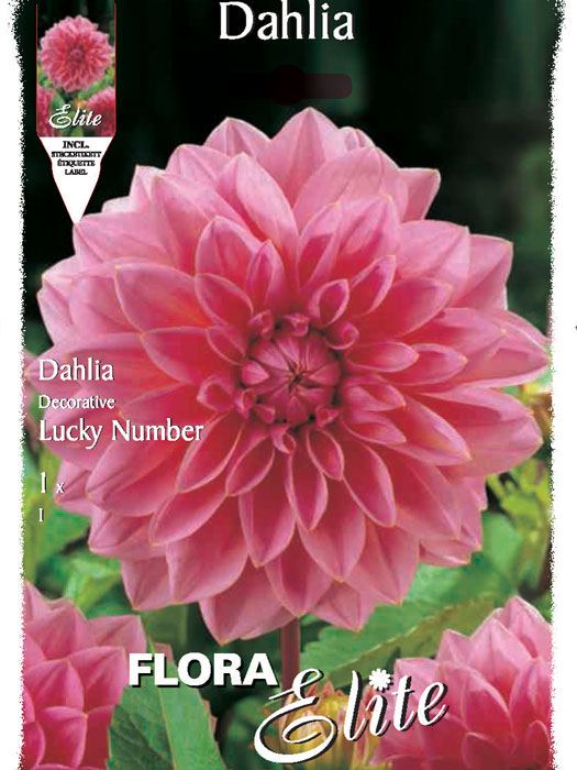 Seerosenblütige Dahlie 'Pink Skin', Dahlia (Art.Nr. 520242)