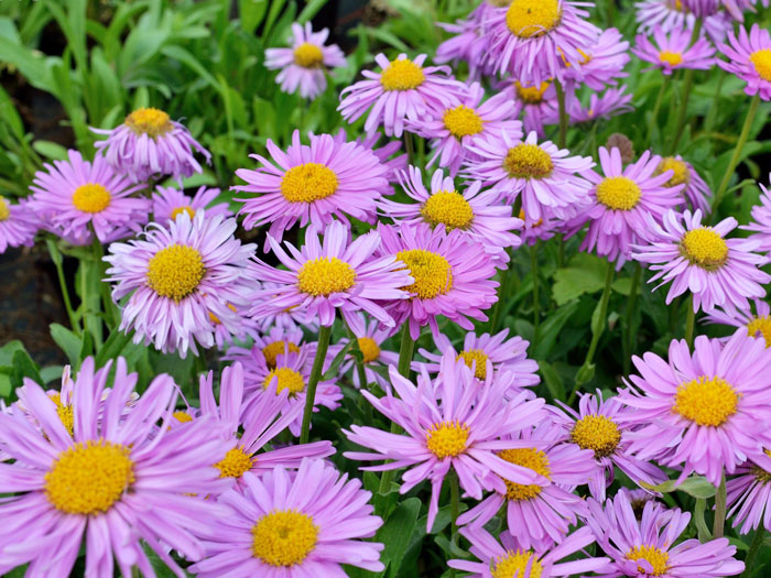 Aster alpinus 'Happy End' (M), Alpen-Aster, Frühjahrsaster