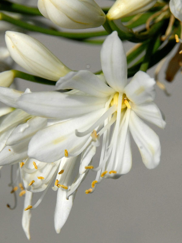 Agapanthus africanus 'Albus', weiße afrikanische Schmucklilie