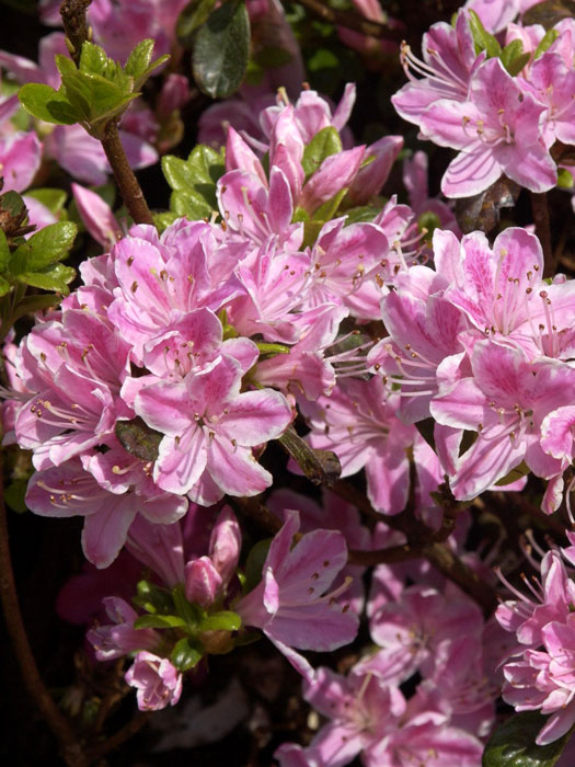 Rhododendron obtusum 'Kermesina Rose', wintergrüne japanische Gartenazalee