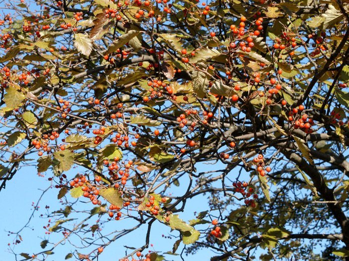 Sorbus intermedia, Schwedische Mehlbeere