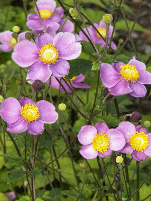 Blüte der Anemone 'Praecox'