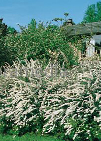 Spiraea arguta, Brautspiere