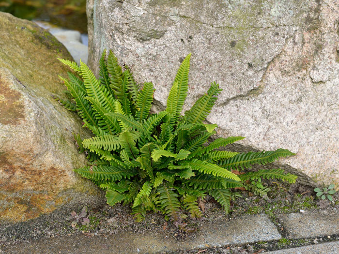 Blechnum spicant, Rippenfarn