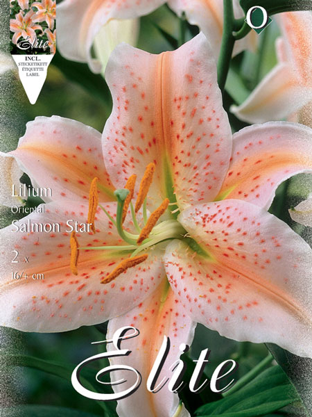 Orientalische Lilien-Hybride 'Salmon Star', Lilium (Art.Nr. 521725)