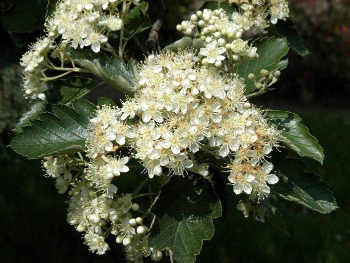 Sorbus intermedia, Schwedische Mehlbeere