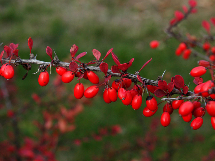 Frucht der Grünen Hecken-Berberitze