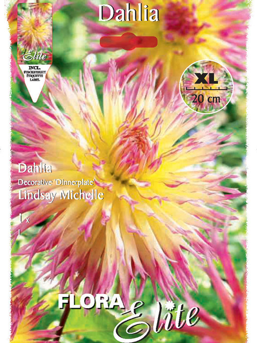 Kaktus-Dahlie 'Lindsay Michelle', Dahlia (Art.Nr. 520043)