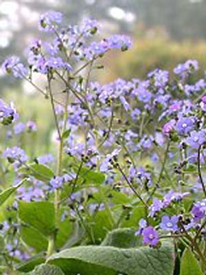 Brunnera macrophylla, Kaukasus-Vergissmeinnicht